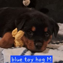 Boy 5 - Black and mahogany male Rottweiler puppy in De Witt, Iowa from Irish Eyes Kennels