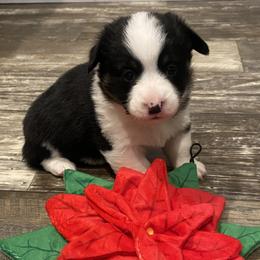 American Corgi and Pembroke Welsh Corgi Puppies from Wild West Corgis