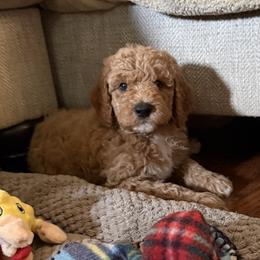Goldendoodle Puppies from Mountain Grove Doodles