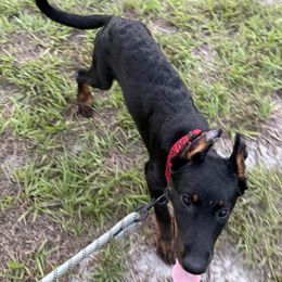 Gabriel - Black and tan male Beauceron puppy in Vale, North Carolina from Von Katzenstein Kennel