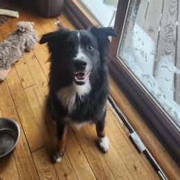 Bandit - Black tri-color male Australian Shepherd puppy in Cook, Minnesota from RL Australian Shepherds