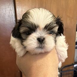 B1 - Black and white male Shih Tzu puppy in Victorville, California from Precioustzus