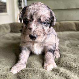 Girl 1 - Blue merle female Aussiedoodle puppy in Saratoga Springs, New York from Rock Springs Australian Shepherds