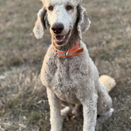 Chachi - Silver-beige  male Poodle puppy in Lakehills, Texas from Simply Southern Retrievers, LLC