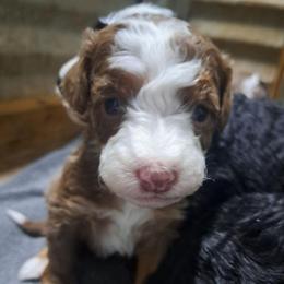 Penny - Phantom female Bernedoodle puppy in Lafayette, Alabama from Williams Lake Doodles