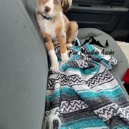Australian Shepherd Puppies from Pine Mountain Aussies