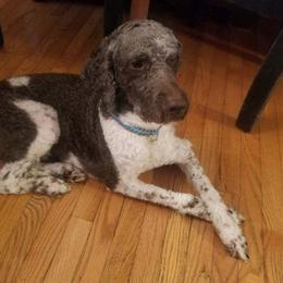 Levi - Poodle