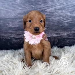 Victory - Apricot female Goldendoodle puppy in Utah County, Utah from Big Hearted Breeders