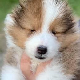 Shetland Sheepdog Puppies from Royal Tea Shelties