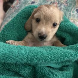 Dachshund Puppies from Dave’s Dachshunds