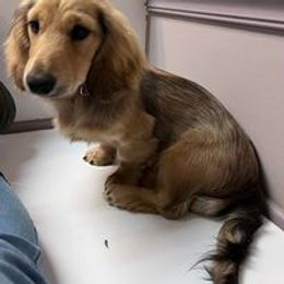 Dachshund All Grown Up from The Doxie Bar