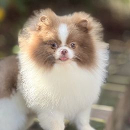Pomeranians from Ray of Poms