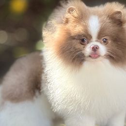 Pomeranians from Ray of Poms