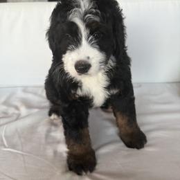 Bernedoodle Puppies from Palmetto Bernedoodles Boutique