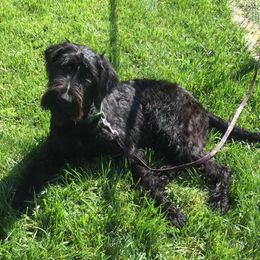 Barnus - Giant Schnauzer