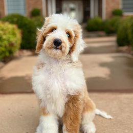 Aussiedoodles from Aussiedoodle Acres