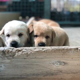 German Shepherd and Labrador Retriever Puppies from Varian Kennels