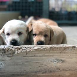 German Shepherd and Labrador Retriever Puppies from Varian Kennels
