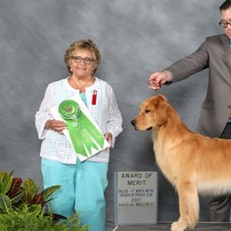 Golden Retrievers from TopSpin Goldens