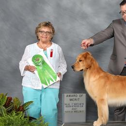 Golden Retrievers from TopSpin Goldens