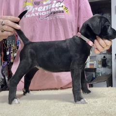 Pink Collar Female - Brindle female Mountain Cur puppy in Georgetown, Ohio from Walnut Ridge Mountain Curs