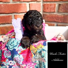 Uncle Fester Addams - male Australian Mountain Doodle puppy in Corydon, Indiana from Ridgeline Doodles