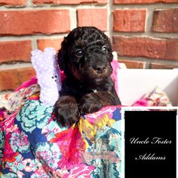 Uncle Fester Addams - male Australian Mountain Doodle puppy in Corydon, Indiana from Ridgeline Doodles