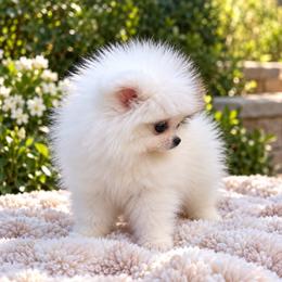 Dior - White female Pomeranian puppy in Grand Prairie, Texas from D’ Pomlovers