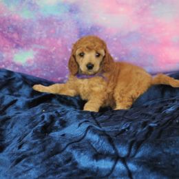 Poodle Puppies from Moyen Majestic Embrace