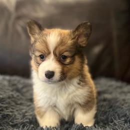 MN - M2 - Sable male Pembroke Welsh Corgi puppy in Stockton, Iowa from Infinity Corgis