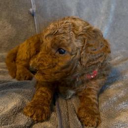 Male Red Collar Lucho - Red  male Goldendoodle puppy in Cape Coral, Florida from GoldenDoodles Cape Coral