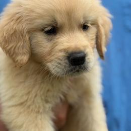 Kenai - Golden male Golden Retriever puppy in Warrenton, Virginia from Four Lochs LLC