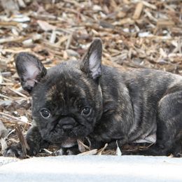 French Bulldog Puppies from Sierra Moon Frenchies