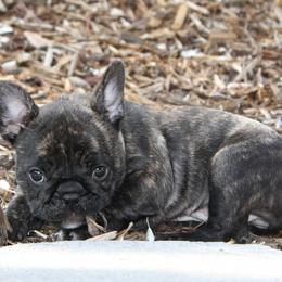 French Bulldog Puppies from Sierra Moon Frenchies