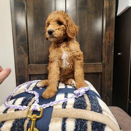 Orange - Apricot female Poodle puppy in South Willard, Utah from Burge Family Poodles