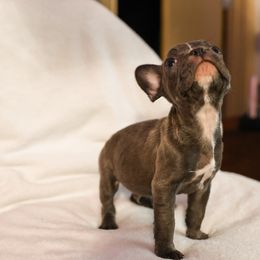 French Bulldog Puppies from For The Love of Frenchies