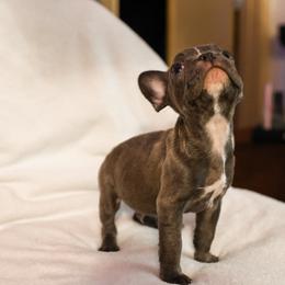 French Bulldog Puppies from For The Love of Frenchies