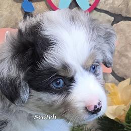 Scotch - Blue merle male Miniature American Shepherd puppy in Carney, Oklahoma from Shade Tree Aussies