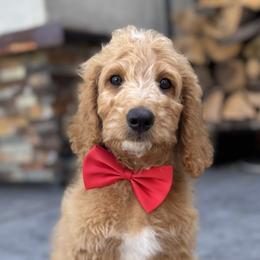 Double Doodle and Goldendoodle Puppies from Red White and Doodle