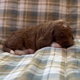 Girl 1 - female Goldendoodle puppy in Fayetteville, Arkansas from Mountain Grove Doodles