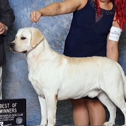 Pub - Labrador Retriever