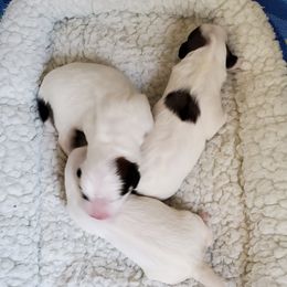 Cotons de Tulear from Columbia Gorge Cotons