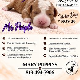 Mr Purple - Buff and white male Cockapoo puppy in Tampa, Florida from Mary Puppins