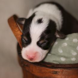Vincent (Vince) - Black and tan male Pembroke Welsh Corgi puppy in Benton, Arkansas from High Cotton Corgis