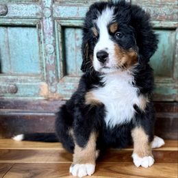 Pink collar female - Black rust and white female Bernese Mountain Dog puppy in Altura, Minnesota from Bluffside Berners