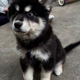 Jasper - Black and white male Pomsky puppy in Cadillac, Michigan from JHS Pomskies