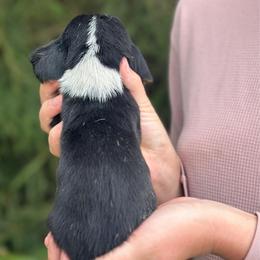 Male 3 - Black brown and white male Basset Hound puppy in Lindley, New York from Hill Top Basset Hounds & Cane Corso