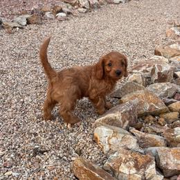 Boo - Red  female Goldendoodle puppy in Tucson, Arizona from JER Doodles