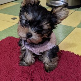 Yorkshire Terrier Puppies from Empress Kiss Yorkies
