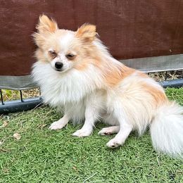 PeeWee - Pomeranian